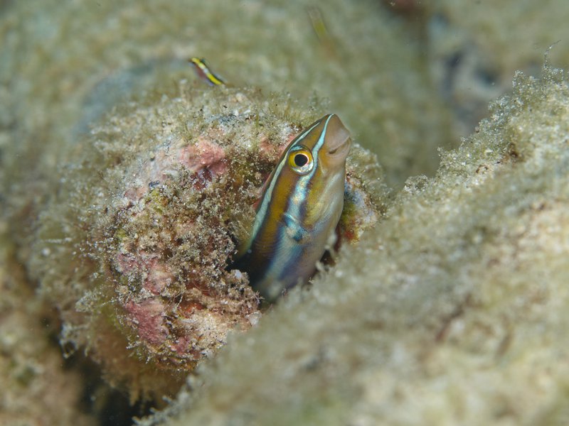 Fish, House Reef